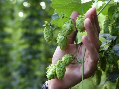 Plzeňský Prazdroj Slovensko vydal správu o CSR za rok 2018 – Pivovarníci a príbeh udržateľného piva